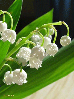 Открытки с ландышами скачать. Открытки с ландышами онлайн бесплатно.