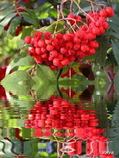 Открытки с ягодами скачать бесплатно. Открытки с ягодами онлайн.