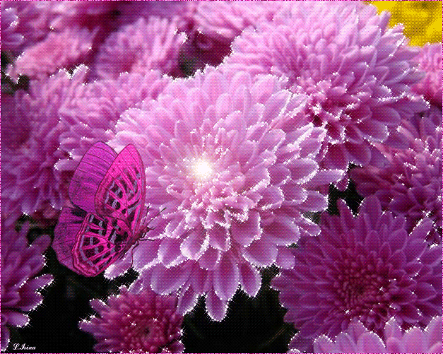 Открытки с хризантемами скачать бесплатно. Открытки с хризантемами онлайн.