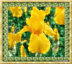 Открытки с желтыми нарциссами скачать бесплатно. Открытки с желтыми нарциссам...