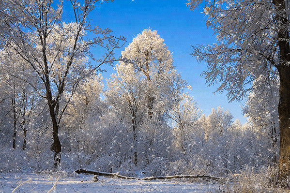 Открытки с зимним лесом скачать бесплатно. Открытки с зимним лесом gif.
