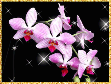 Открытки с розовыми орхидеями скачать бесплатно. Открытки с розовыми орхидеям...