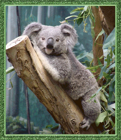 Открытки с коалой скачать бесплатно. Открытки с коалой gif.