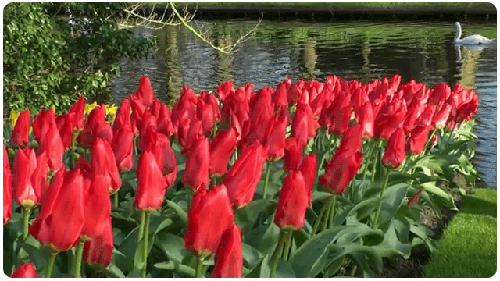 Открытки с полем тюльпанов анимационные. Открытки с полем тюльпанов gif.