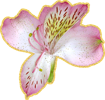 Открытки с альстромериями анимационные. Открытки с альстромериями скачать.