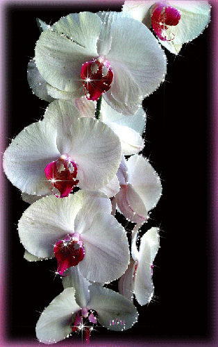 Открытки с белыми орхидеями скачать. Открытки с белыми орхидеями бесплатно он...