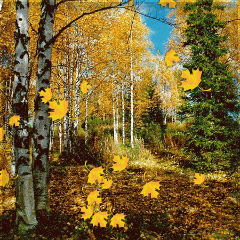 Открытки с листопадом скачать. Открытки с листопадом бесплатно.
