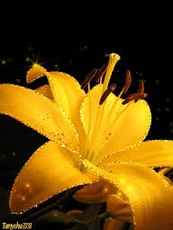 Открытки с желтыми лилиями gif. Открытки с желтыми лилиями скачать.