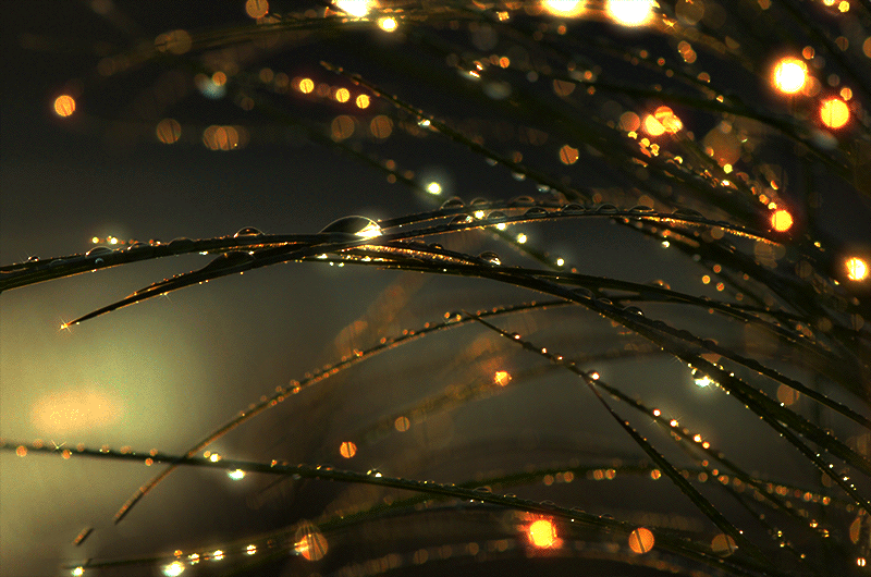 Открытки с росой на цветах скачать. Открытки с росой на цветах бесплатно.