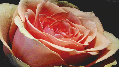 Открытки с чайной розой скачать бесплатно. Открытки с чайной розой онлайн.