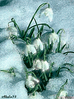 Открытки с подснежниками скачать бесплатно. Открытки с подснежниками gif.