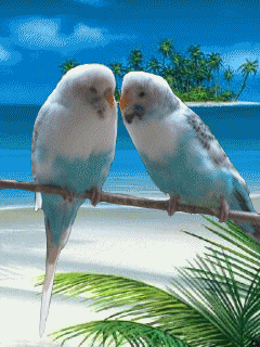 Открытки с попугаями скачать. Открытки с попугаями бесплатно.