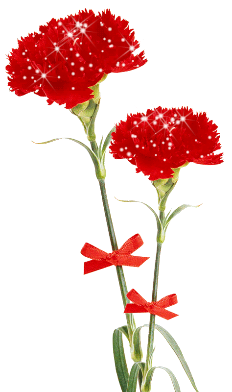 Открытки с гвоздиками скачать. Открытки с гвоздиками онлайн.