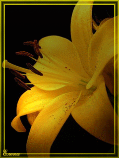 Открытки с желтыми лилиями gif. Открытки с желтыми лилиями скачать.