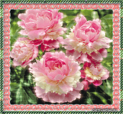 Открытки с пионами в саду скачать бесплатно. Открытки с пионами в саду онлайн.