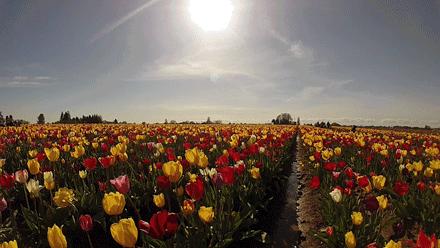 Открытки с полем тюльпанов анимационные. Открытки с полем тюльпанов gif.