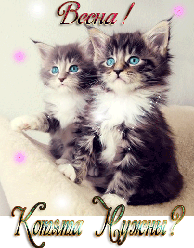 Открытки с кошками скачать бесплатно. Анимационные открытки с кошками.