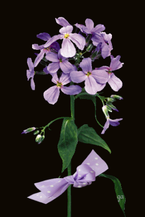 Открытки с флоксами анимационные. Открытки с флоксами скачать.