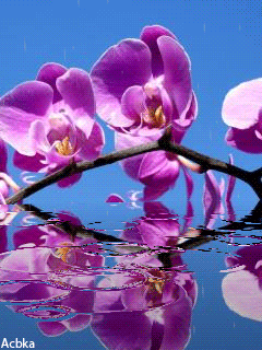 Открытки с розовыми орхидеями скачать бесплатно. Открытки с розовыми орхидеям...
