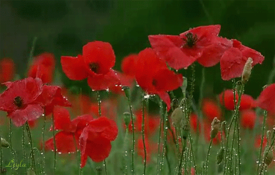 Открытки с росой на цветах скачать. Открытки с росой на цветах бесплатно.