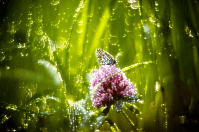 Открытки с росой на цветах скачать. Открытки с росой на цветах бесплатно.
