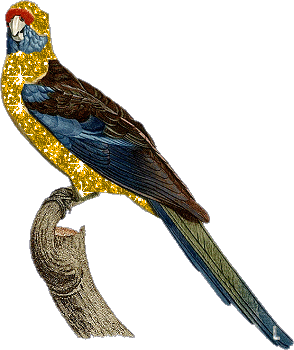 Открытки с попугаями скачать. Открытки с попугаями бесплатно.