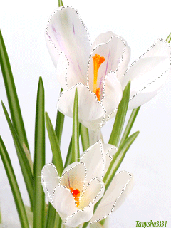 Открытки с крокусами скачать бесплатно. Открытки с крокусами онлайн.