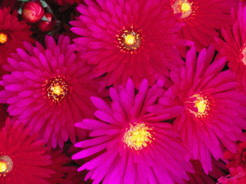 Открытки с хризантемами скачать бесплатно. Открытки с хризантемами онлайн.