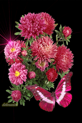 Открытки с астрами скачать бесплатно. Открытки с астрами онлайн.