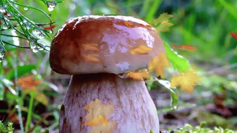 Открытки с лесными грибами скачать бесплатно. Открытки с грибами онлайн.