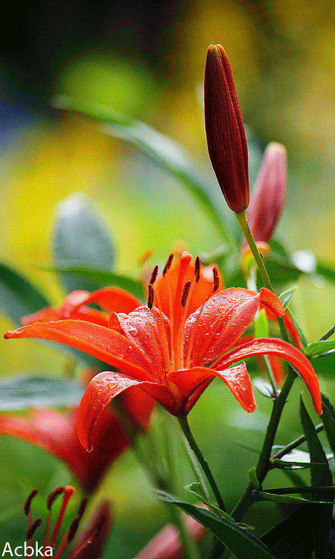 Открытки с лилейниками анимационные. Открытки с лилейниками gif.