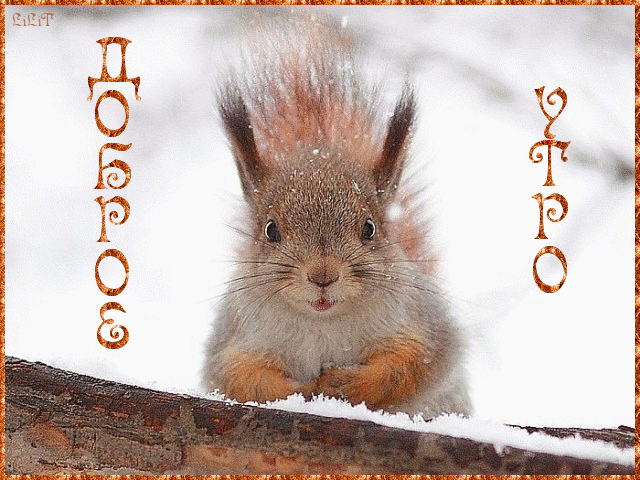  Открытки с белочками gif. Скачать бесплатно открытки с белками.
