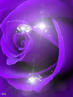 Открытки с фиолетовыми розами скачать бесплатно. Открытки с фиолетовыми розам...