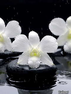 Открытки с белыми орхидеями скачать. Открытки с белыми орхидеями бесплатно он...