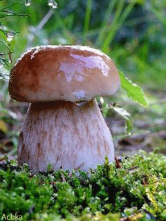 Открытки с лесными грибами скачать бесплатно. Открытки с грибами онлайн.