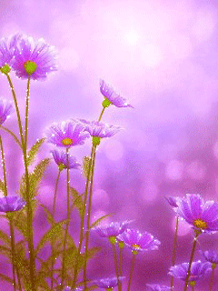 Открытки с росой на цветах скачать. Открытки с росой на цветах бесплатно.