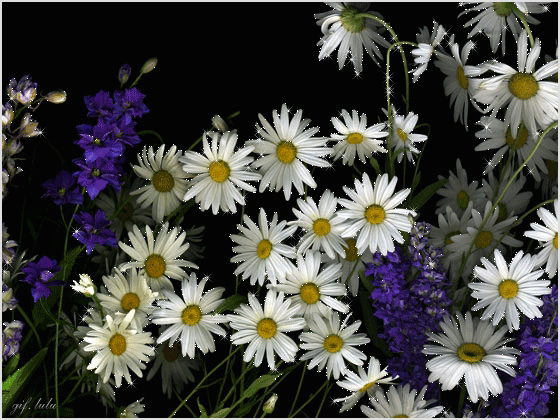 Открытки с ромашковым полем с анимациями. Открытки с ромашковым полем gif.