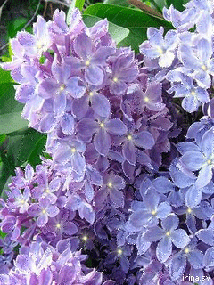 Открытки с кустами сирени скачать бесплатно. Открытки с кустами сирени онлайн.