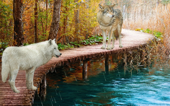 Открытки с каменными мостами. Открытки с деревянными мостами.