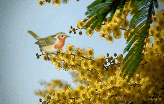 Открытки с мимозой скачать бесплатно. Открытки с мимозой онлайн.
