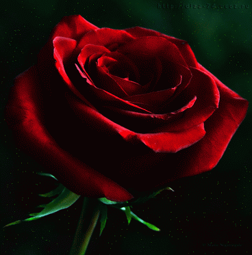 Открытки с распускающимися розами скачать бесплатно gif.      