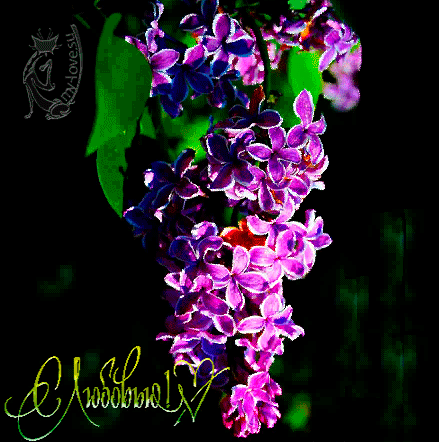 Открытки с кустами сирени скачать бесплатно. Открытки с кустами сирени онлайн.