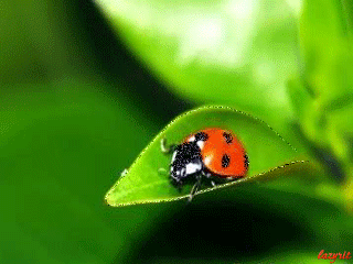 Открытки с божьей коровкой скачать бесплатно. Открытки с божьей коровкой онлайн.