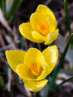 Открытки с крокусами скачать бесплатно. Открытки с крокусами онлайн.