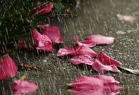 Открытки с лепестками цветов скачать бесплатно. Открытки с лепестками цветов ...