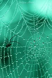 Открытки с паутиной с анимациями. Открытки с паутиной скачать.