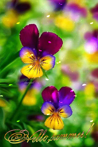 Открытки с разноцветными анютиными глазками скачать бесплатно.