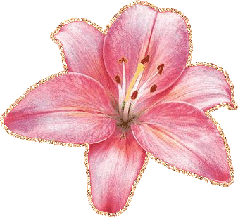 Открытки с розовыми лилиями скачать бесплатно. Открытки с розовыми лилиями ан...