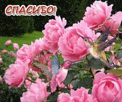 Открытки с пионами в саду скачать бесплатно. Открытки с пионами в саду онлайн.