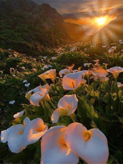 Открытки с цветочными полями с анимациями. Красивые открытки с цветами.